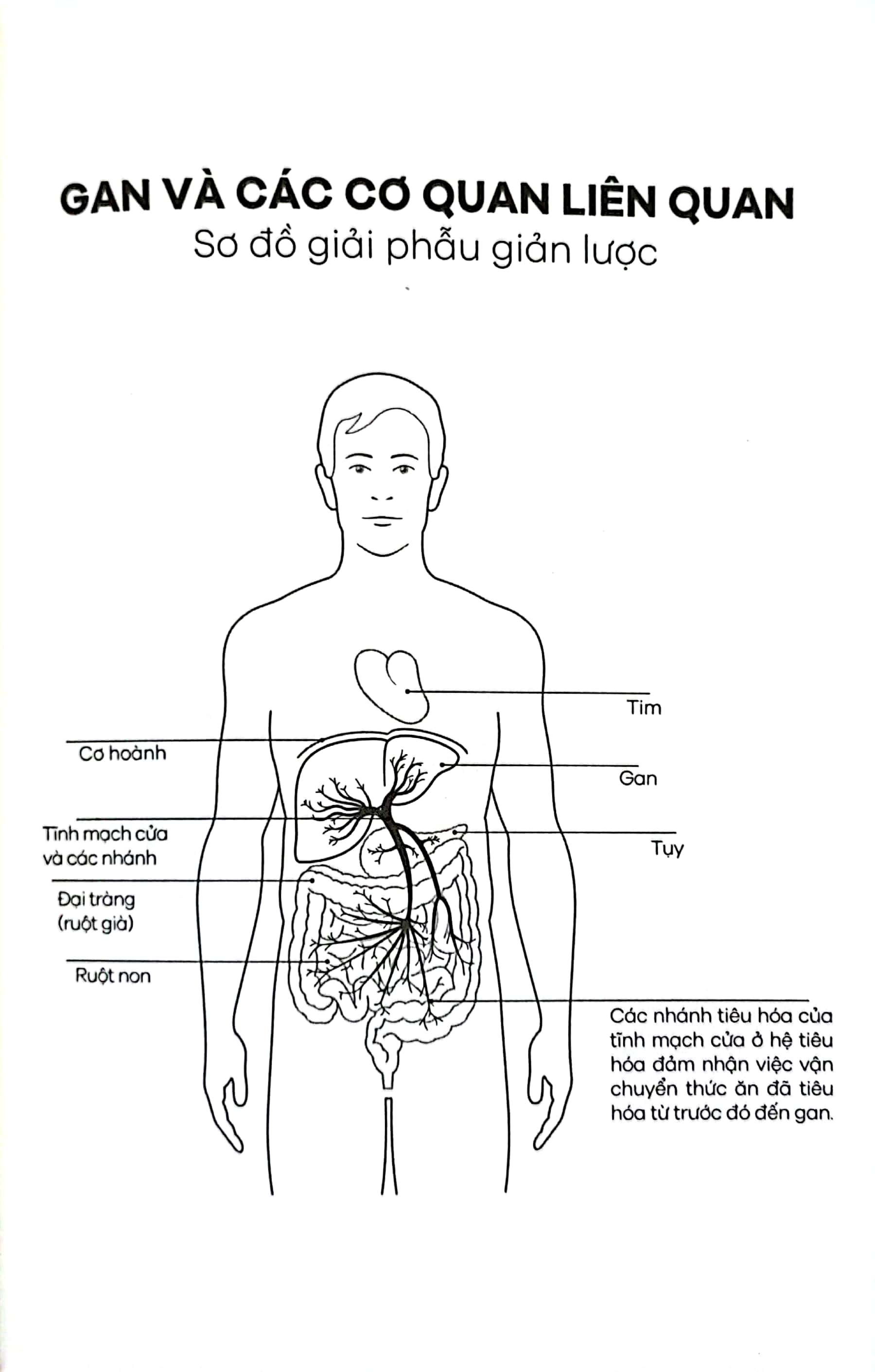 Gan Ơi Là Gan - Người Hùng Thầm Lặng Trong Cơ Thể Giúp Chúng Ta Sống Lâu Và Khỏe Mạnh PDF Gan Ơi Là Gan - Người Hùng Thầm Lặng Trong Cơ Thể Giúp Chúng Ta Sống Lâu Và Khỏe Mạnh PDF